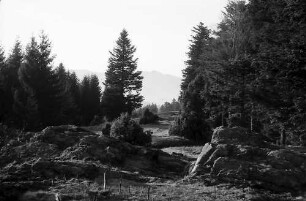 Waldweg in Nessellachen