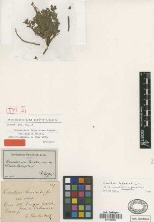 Calceolaria teucrioides Griseb. var. pumila Griseb.[syntype]