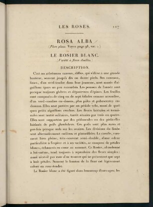 117-118, Rosa Alba (Flore pleno.) Le Rosier Blanc (Variété à fleurs doubles.)