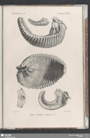 Pl. 474