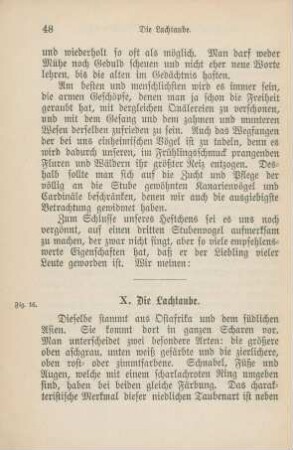 X. Die Lachtaube