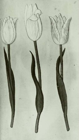 Gallus Luckius, Blumenbuch: Gartentulpe - Tulpia gesneriana