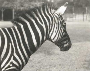 Dresden, Zoologischer Garten, Grantzebra. Steppenzebra (Equus quagga) oder Pferdezebra
