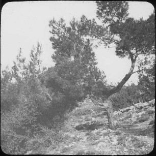 Kiefern bei suf Dalm