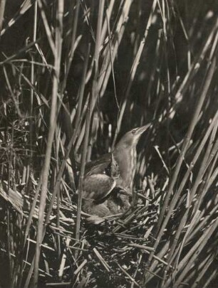Zwergdommel : Zwergdommel (Ixobrychus minutus). Weibchen hudert Junge im Nest
