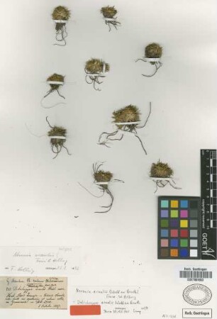 Dolichogyne acaulis Wedd. ex Benth. [type]