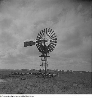Rambin. Kühe im Verlandungsgebiet mit Pumpstation (Windturbine)