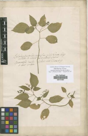 Solanum