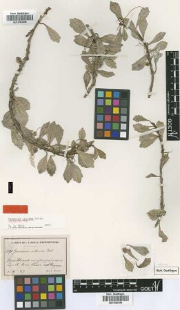 Gesneria citrina Urb. [type]