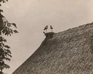 Weißstorch (Ciconia ciconia) auf dem Nest klappernd