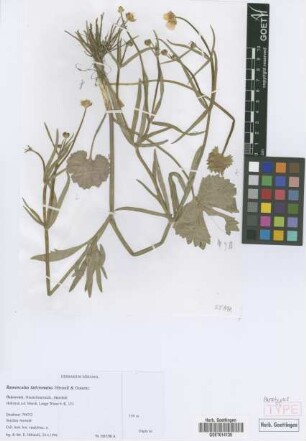 Ranunculus laticrenatus E. H&ouml;randl & W. Gutermann[paratype]
