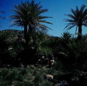 Palmenwald von Vai : Vai auf Kreta. Dattelpalmen in der Bucht von Vai. Kretische Dattelpalme (Phoenix theophrasti)