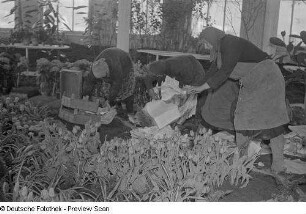 Anpflanzen von Blumen in einem Gewächshaus