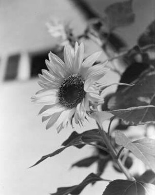 Sonnenblumen
