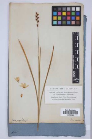 Ixia maculata L.