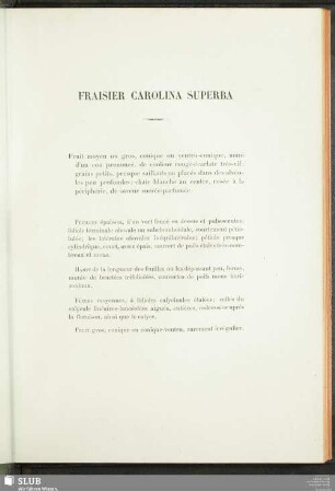 Fraisier Carolina Superba