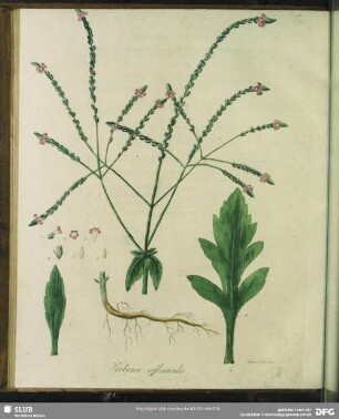 Verbena Officinalis. Gebraeuchliches Eisenkraut