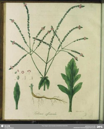 Verbena Officinalis. Gebraeuchliches Eisenkraut