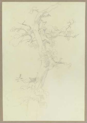 Spärlich belaubter Baum
