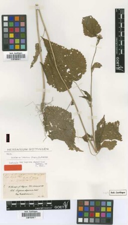 Lagunea abyssinica Hochst. ex A.Rich. [isotype]