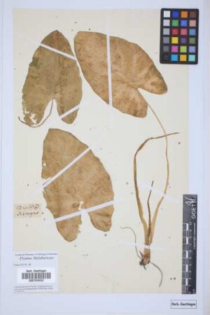 plant
