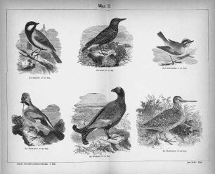 Vögel II.