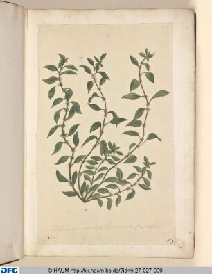 Parietaria minor; ocymi folio. s: Parietaria Sieula, folio Alfines.
