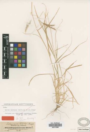 Andropogon nervatus Hochst.[isotype]