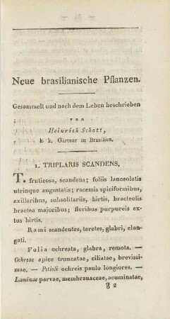 1. Triplaris Scandens