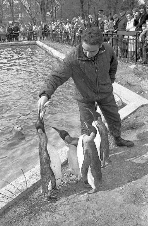 Neue Pinguine für den Karlsruher Zoo.