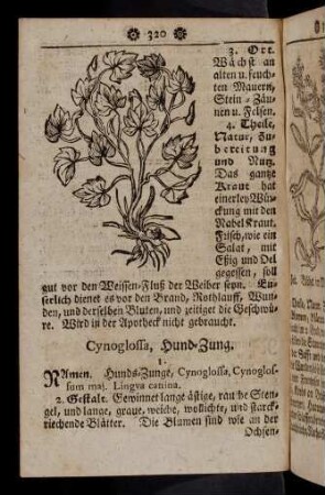 320-331, Cynoglossa - Daucus Cret.