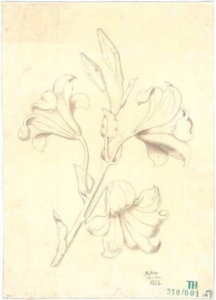 Fischer, Theodor; Studienarbeiten (Pflanzen) - Ansicht