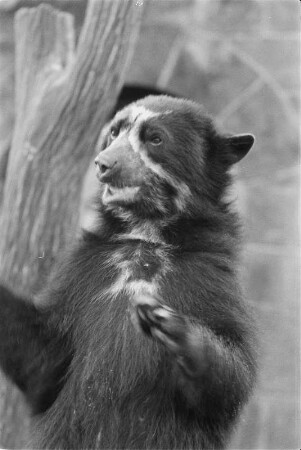 Braunbär : Tierporträts. Braunbär