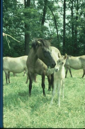 Fotografie: Pferdehaltung, Auslauf