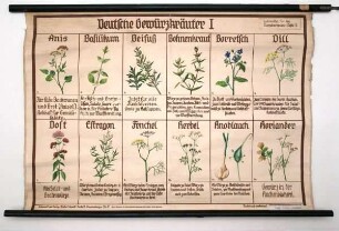 Deutsche Gewürzkräuter I