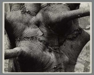 Stamm einer Buche, Ossining (Fagus)