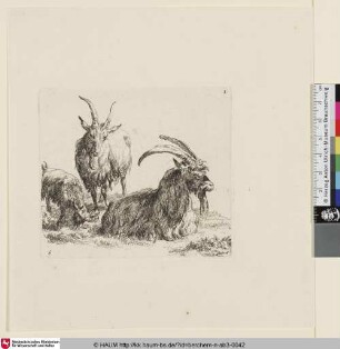 [Liegender Steinbock nach rechts vor stehender Ziege; The so-called Man's Book, 6; Un bouc couché [...] dirigé vers la droite. [...] vers le fond est debout une chèvre vue de face]