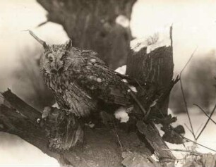 Europa. Waldohreule (Asio otus) im Winter