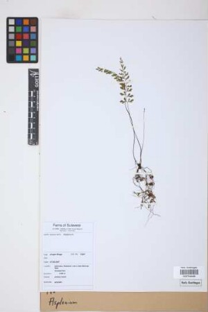 Asplenium spec.