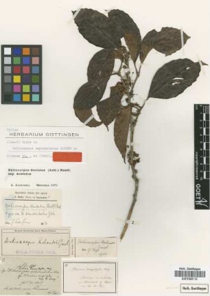 Delima dasyphylla Miq.