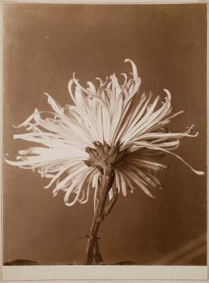 Chrysanthemum