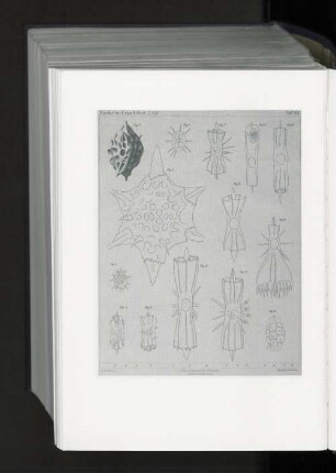 Tafel XIV.