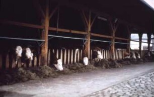 Fotografie: Stallsystem, Betriebsgebäude, Offenfrontstall, Futtervorlage