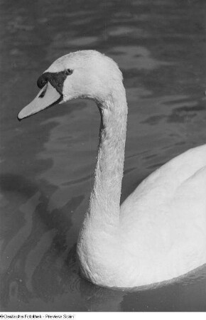 Schwan