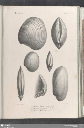 Pl. 386