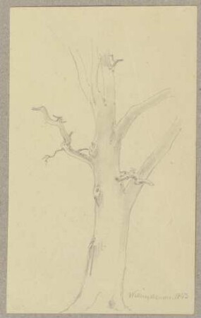 Kahler Baum bei Willingshausen