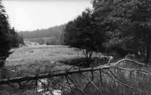 Tharandt-Triebisch, Tharandter Wald. An der Triebisch bei den Triebischwiesen