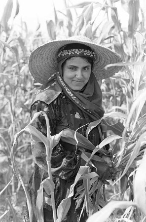 Frau mit Strohhut bei der Ernte auf dem Maisfeld, Sanaa (Wadi Alagab)