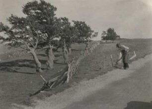 Am Schauinsland, Schwarzwald. Bauer beim Hacken an einem Feld neben Windbuchen
