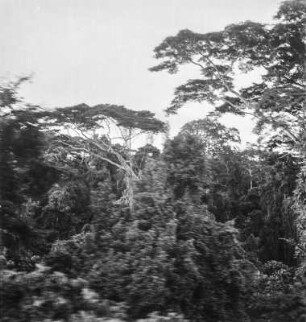 Regenwald : Blick zu tropischem Regenwald in der Zentralregion von Uganda